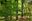 a forest with many trees