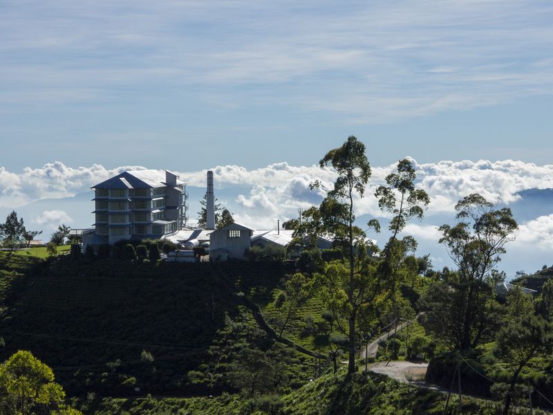 Sip Ceylon on Sri Lanka's emerald tea farms…