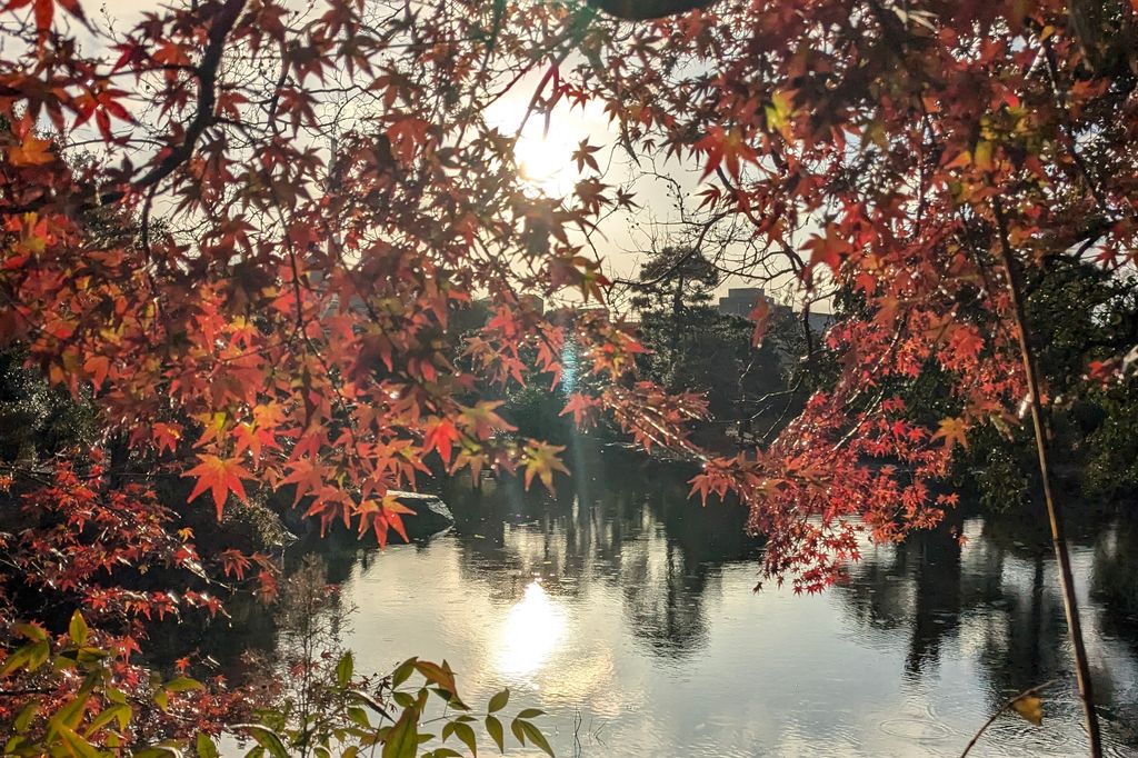 a tree branches with red leaves over a body of water