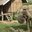 an elephant standing outside a hut
