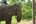an elephant with a stick in its mouth
