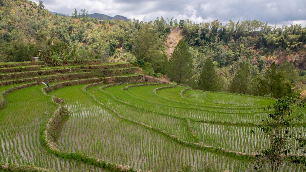 Rice terraces Indonesia