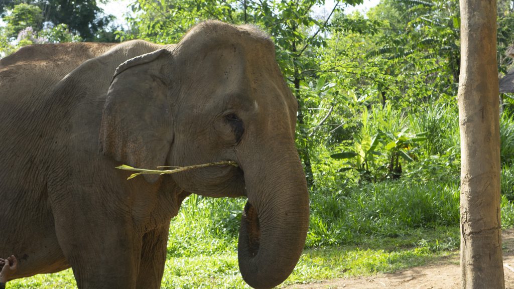 Elephant under the trees