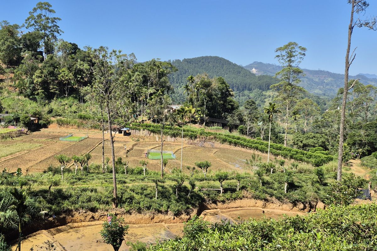 Fields along the Pekoe Trail