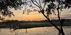 a sunset over a swamp