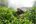 a man in a hat picking tea leaves