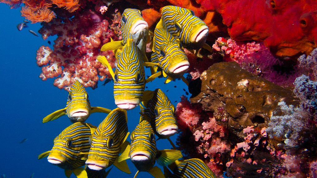 diving indonesia