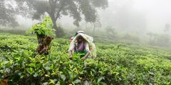 a woman picking tea leaves in a plantation