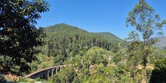 a bridge in the middle of a forest