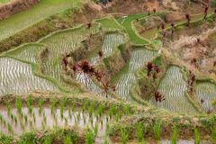 a rice terraces with plants growing in the water