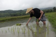 a man in a rice field
