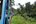 a train going through the jungle