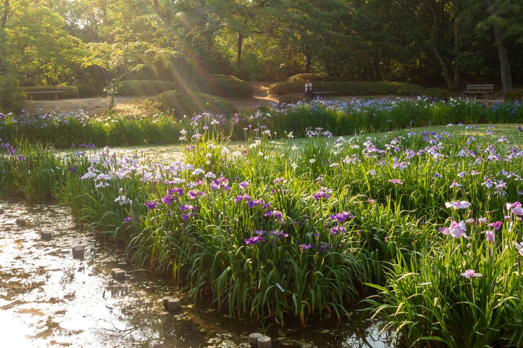 a pond with flowers and trees