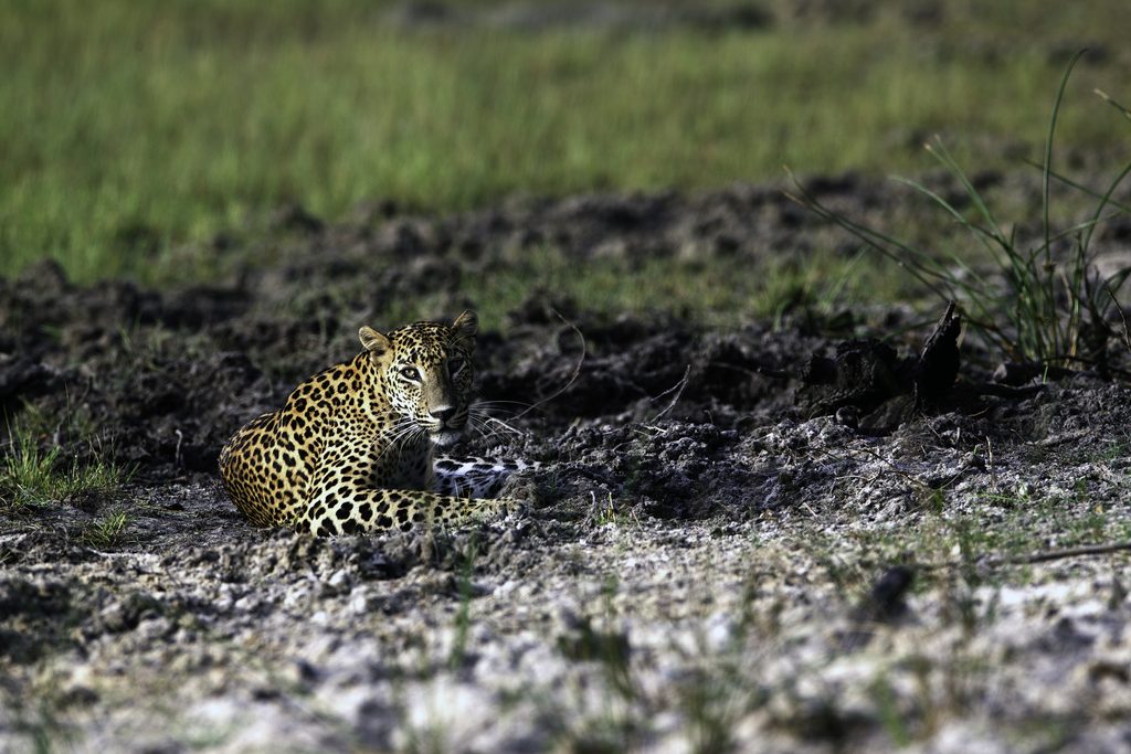 Snorkelling Maldives