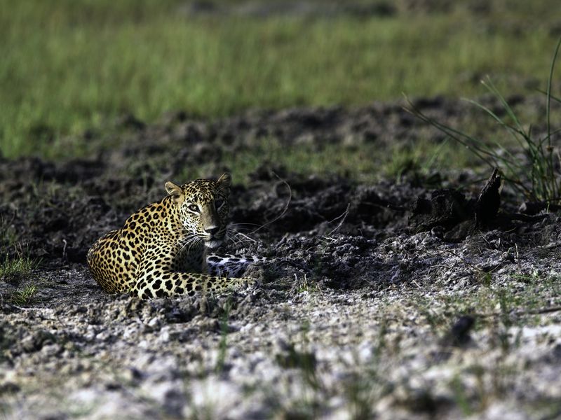 Leopard