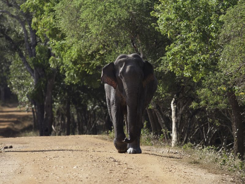 Asian Elephant