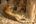 a tiger lying in the dirt next to a tree