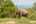 an elephant standing in a grassy area