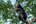 Sun bear