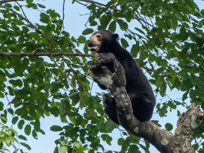 Sun bear