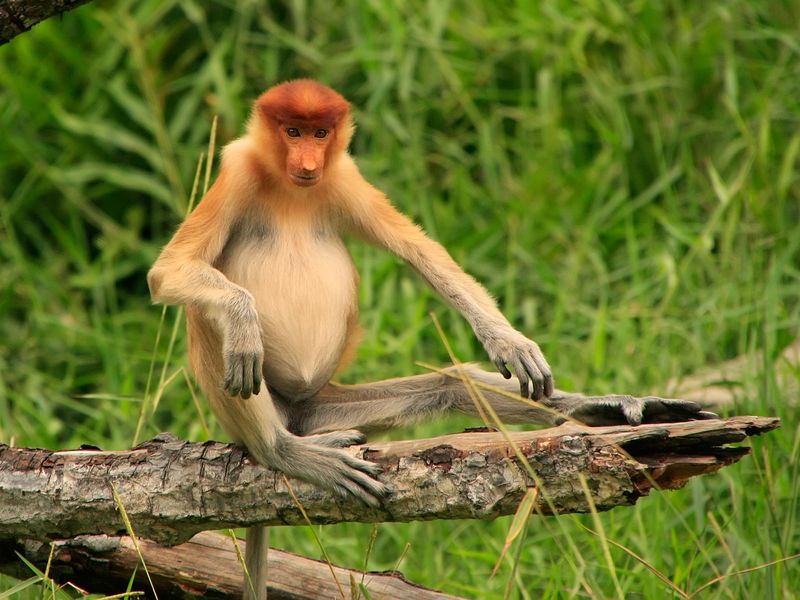 Sepilok