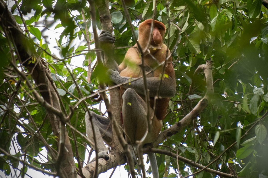 proboscis monkey, bako national park