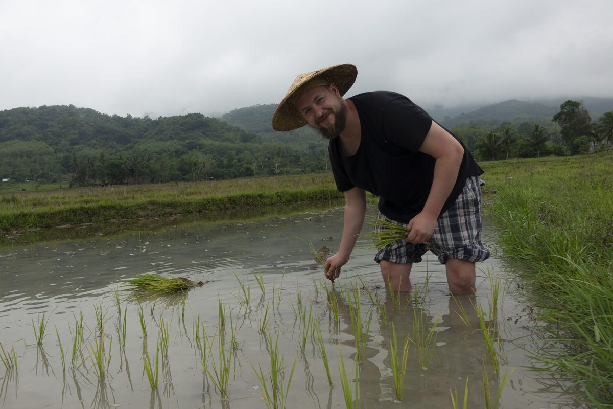 Man picking rice 