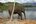 Elephant drinking from a lake at ECC Laos