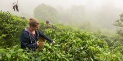 a woman picking tea leaves in a plantation