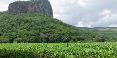 a field of corn growing in a forest