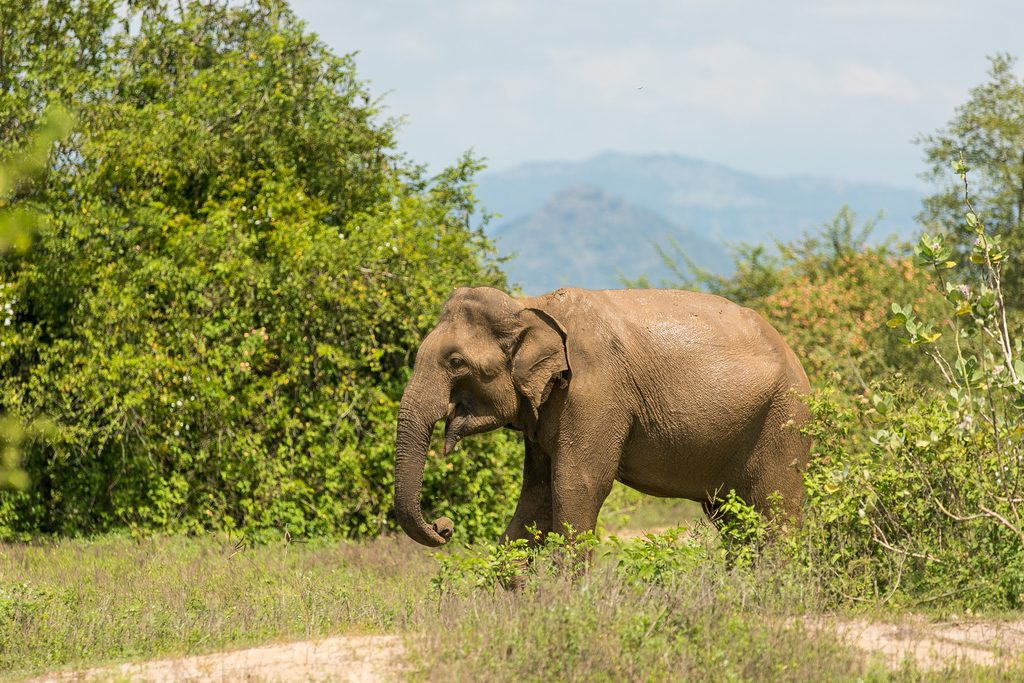 Elephant in Udawalawe National Park, Sri Lanka