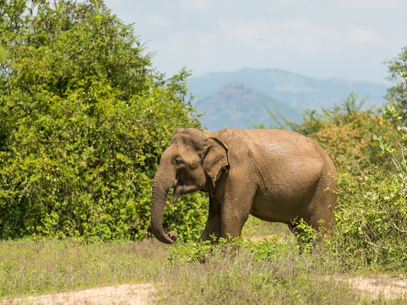 Elephant in Udawalawe National Park, Sri Lanka