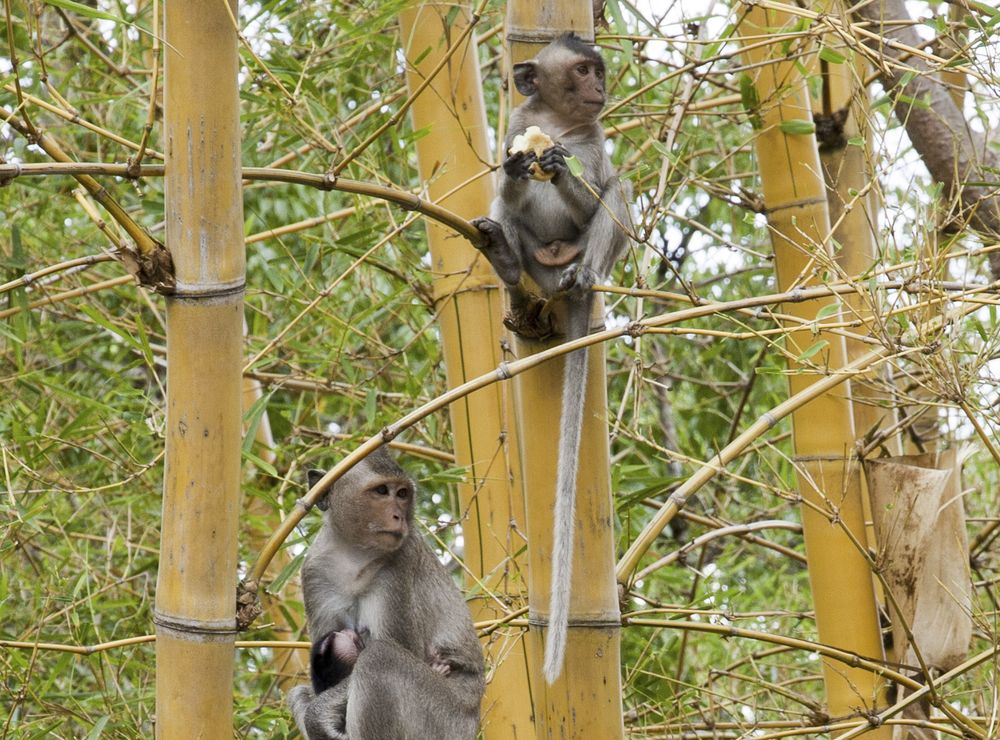 Cardamom Mountains