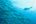 a person swimming in a school of fish