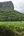 a field of corn growing in a forest