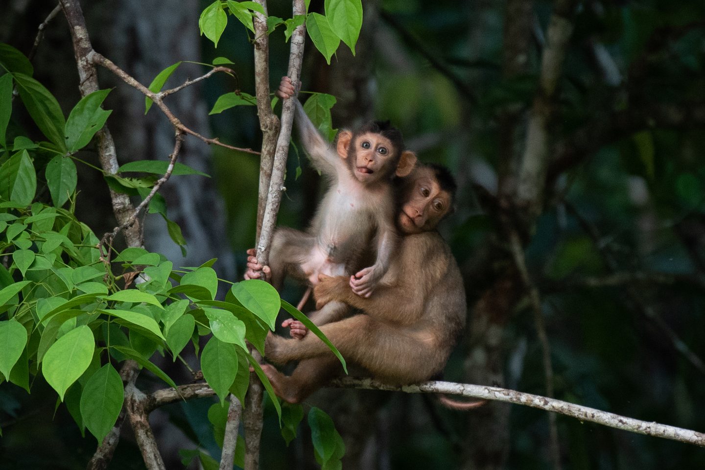 Monkeys by the Kinabatangan river