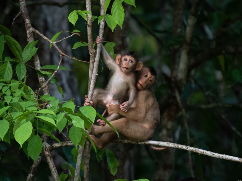 Monkeys by the Kinabatangan river