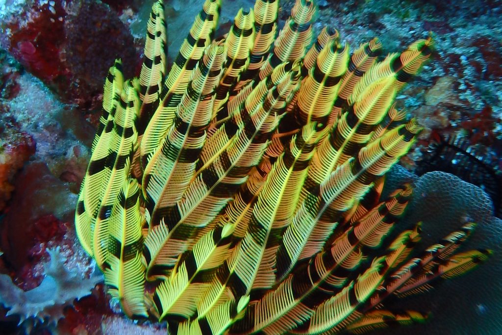 Diving in Bali, Indonesia