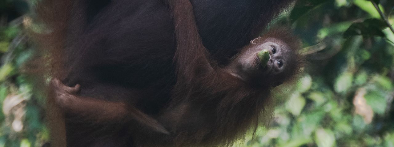 Baby orangutan
