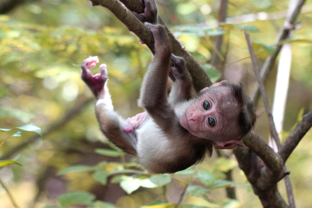 Monkey in Kandy, Sri Lanka