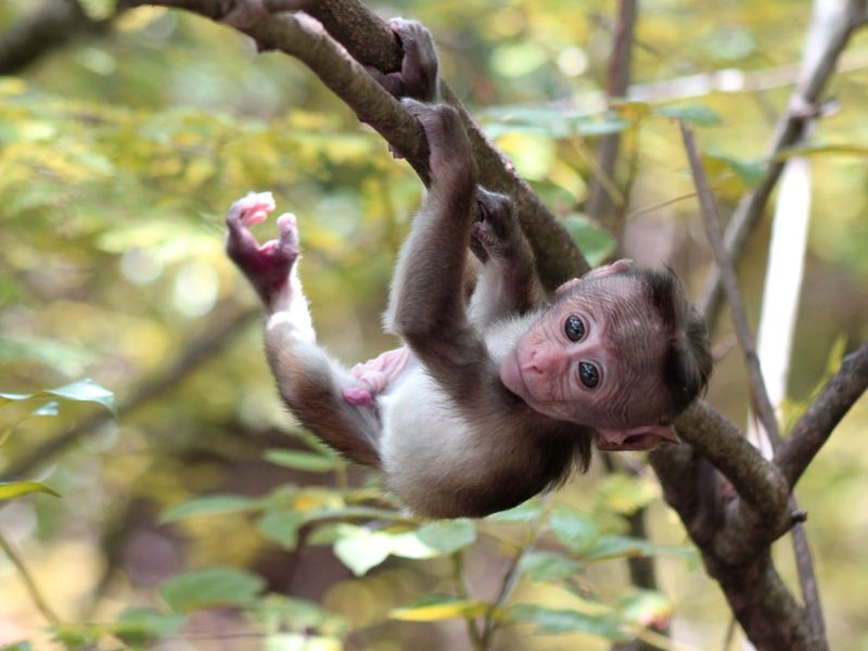 Monkey in Kandy, Sri Lanka