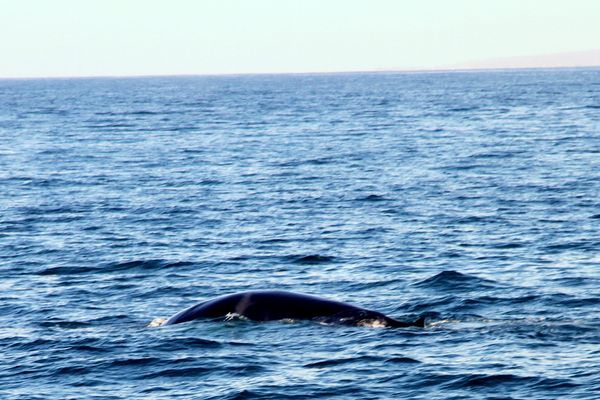 Take a boat trip to see the abundant whales and dolphins