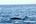 a whale swimming in the ocean