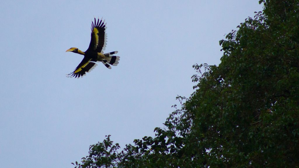 Bird soaring over Khao Sok National Park
