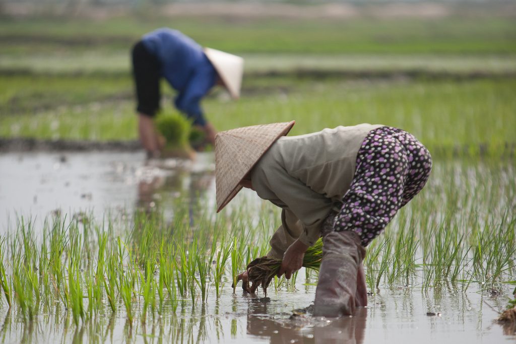 Paddy fields Vietnam