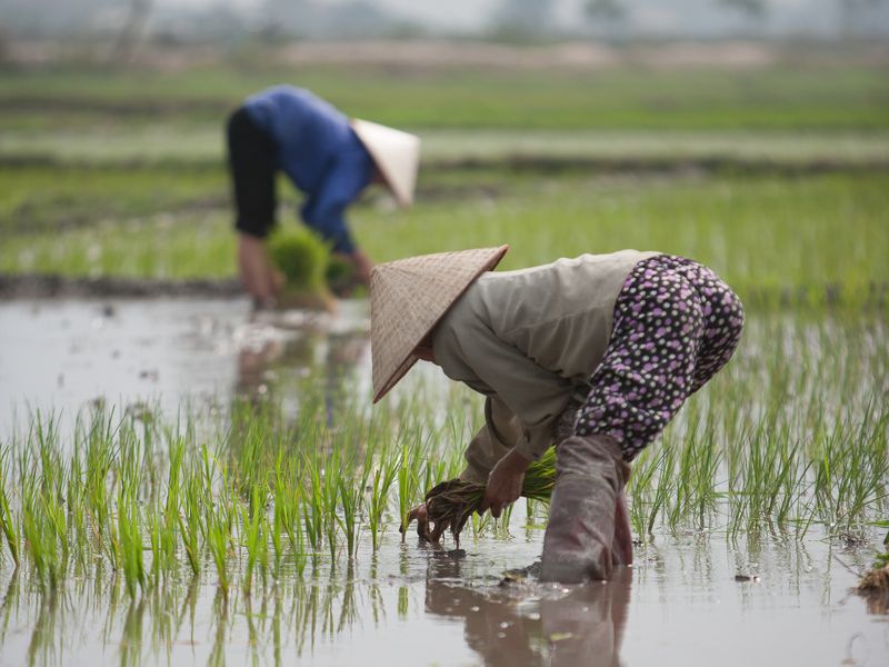 Paddy fields Vietnam