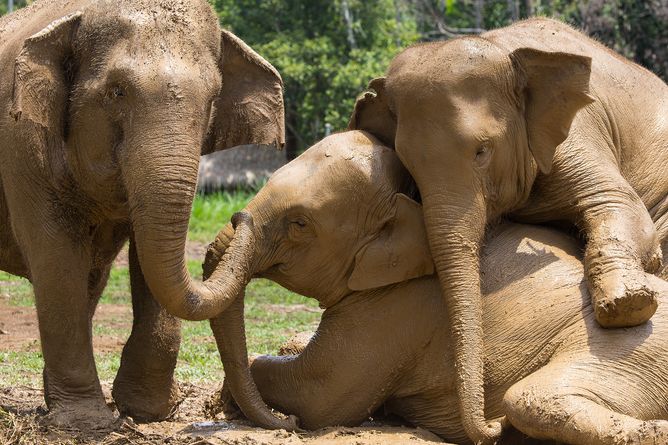 Elephants at play