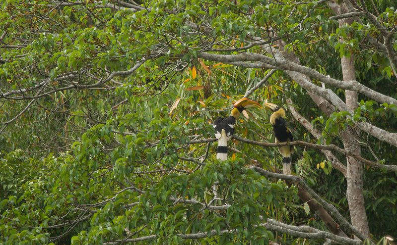 Local wildlife - Great Hornbill