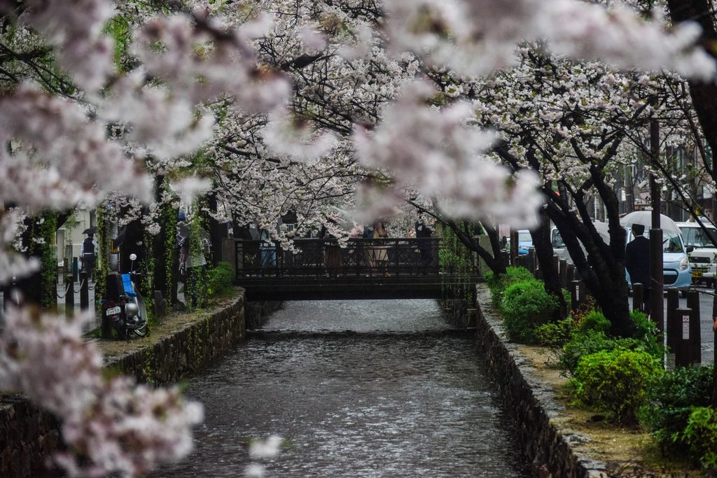 Kyoto Cherry blossom