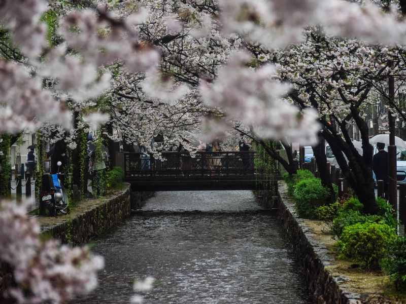 Kamo-gawa, Kyoto
